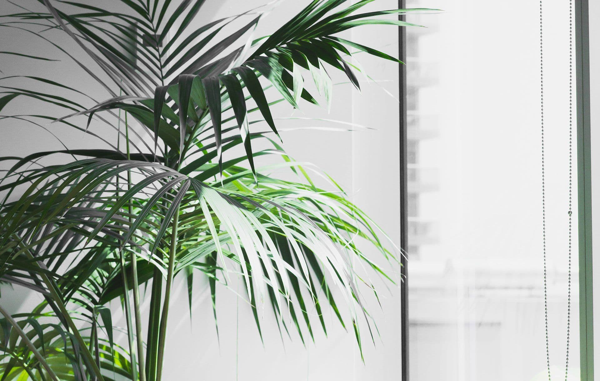 Green Cleaning